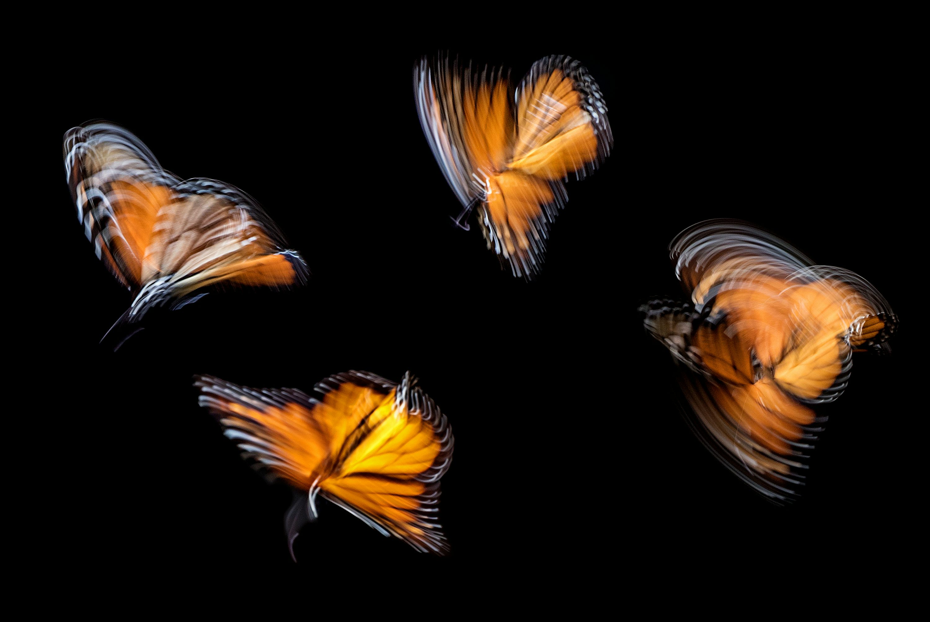 Butterfly effect in financial futures market: how small variables shake the huge market